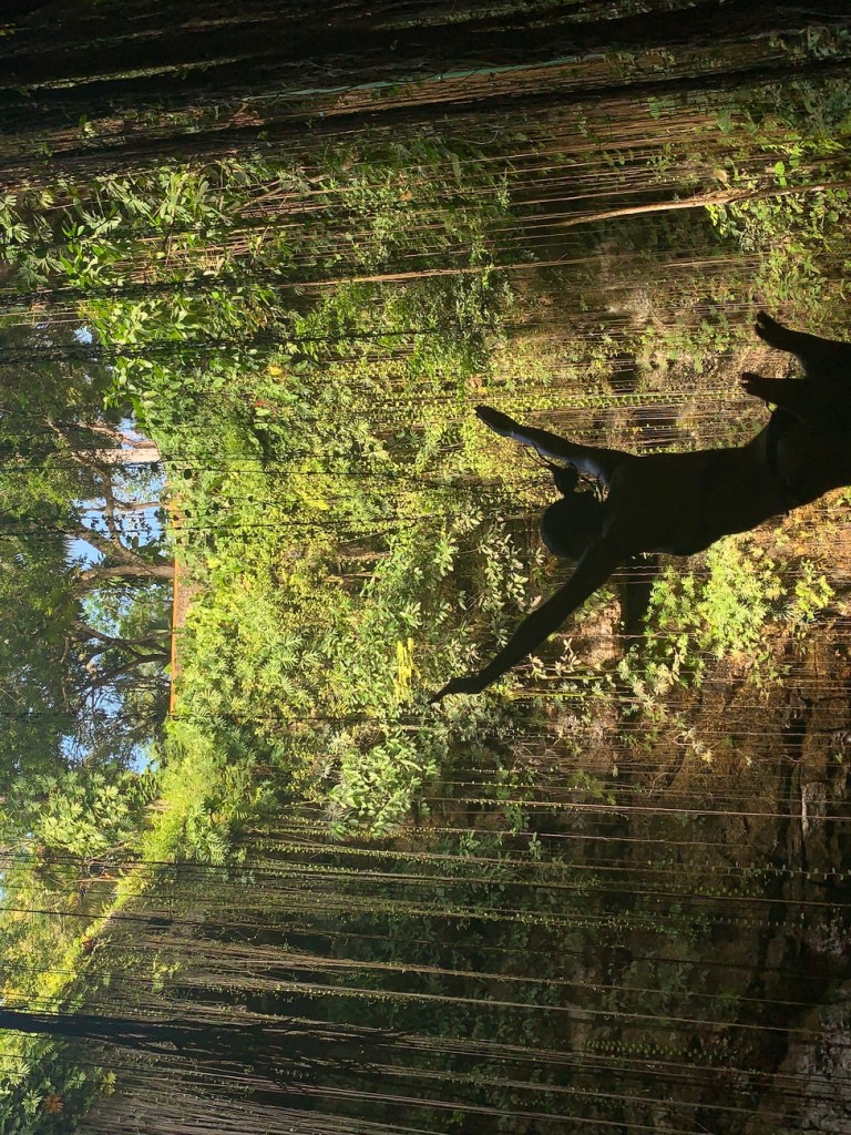 Woman jumping into Ik Kil cenote in Yucatan